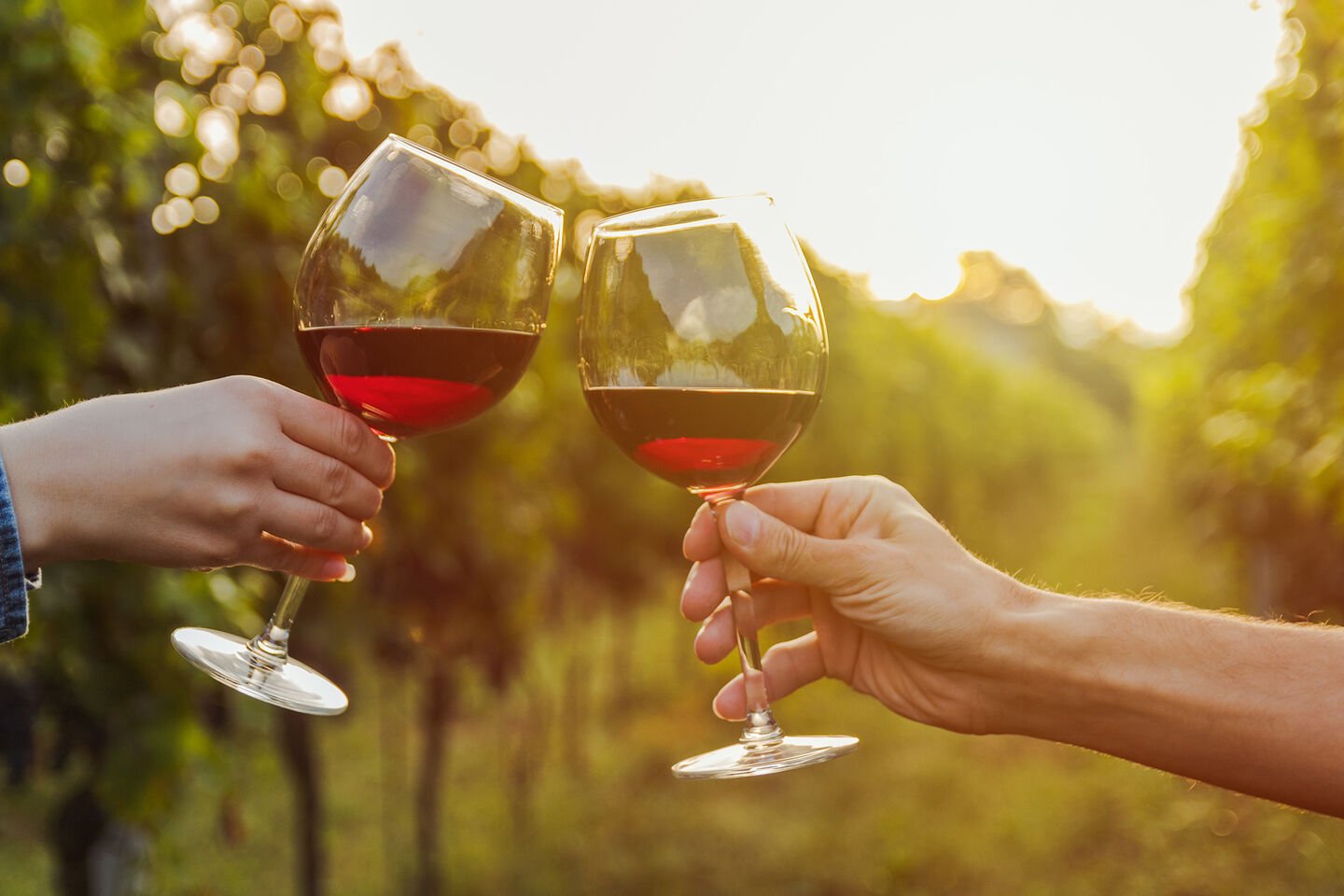 Types of wine glasses Two hands holding wine glasses with red wine in a vineyard background